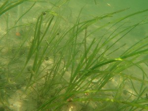 Eelgrass at high tide