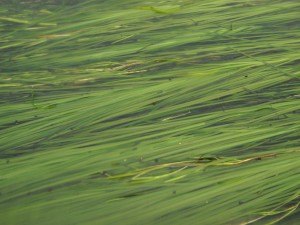 Eelgrass at mid tide