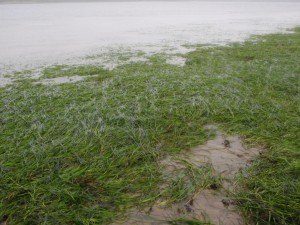 Intertidal eelgrass at low tide