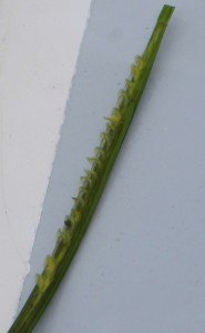 Eelgrass Spathe with Flowers