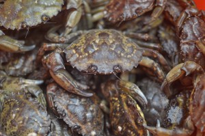 Green Crab