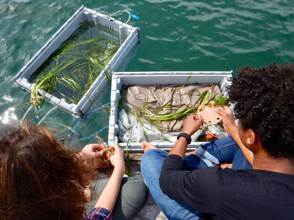 Students placing eelgrass into ceramic discs
photo: the Community Lab 